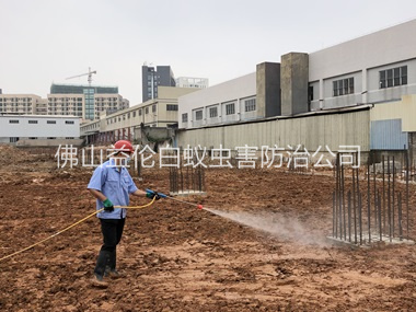 順德基礎(chǔ)白蟻預(yù)防