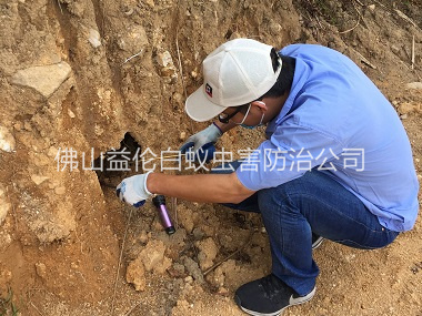 佛山水庫(kù)堤壩滅白蟻